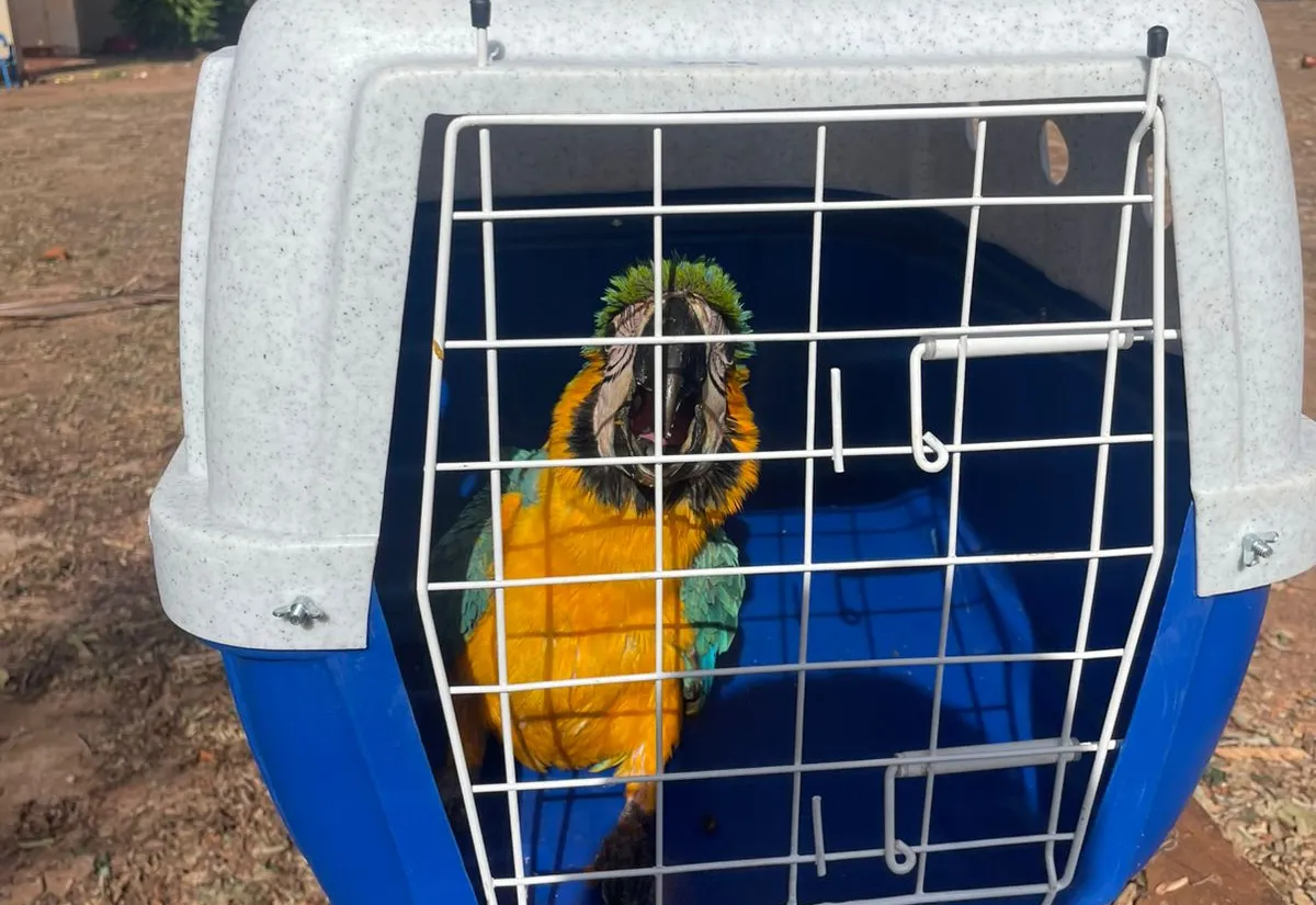 Arara é Resgatada após Vendaval